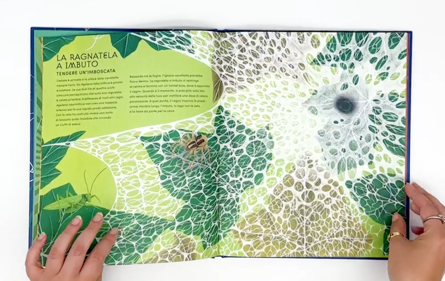 L'Ippocampo Mondo Segreto Ragnatele Libro 48 Pagine