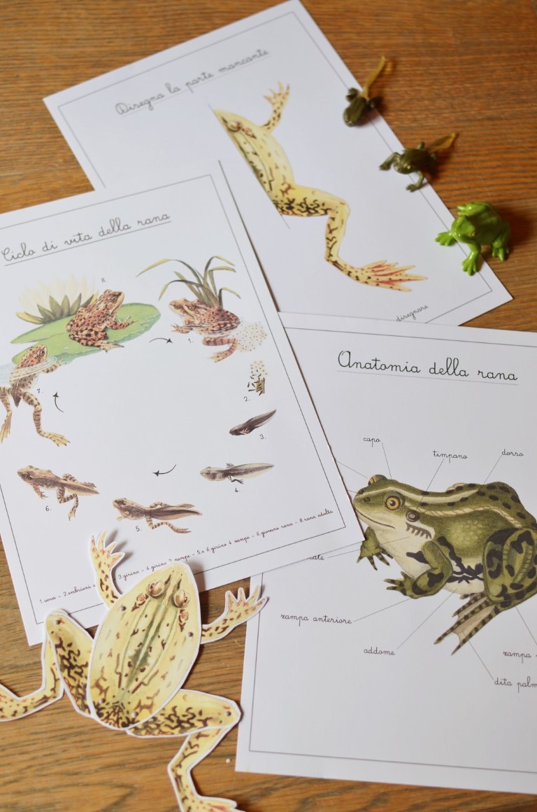Baboo La Rana carte didattiche PDF 32 schede
