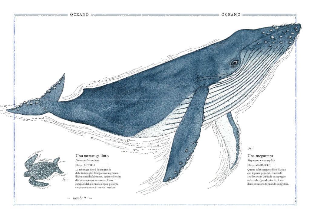 L'Ippocampo Inventario illustrato degli animali libro bambini