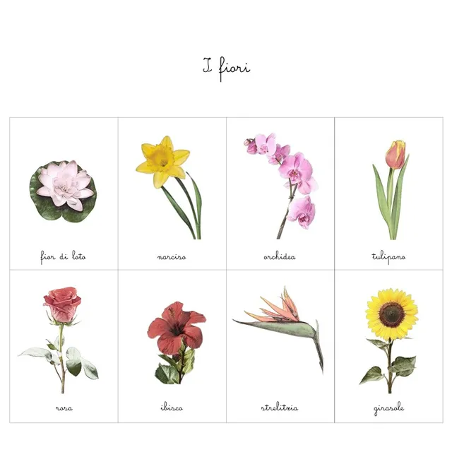 Baboo nomenclature fiori carte montessori PDF 8 carte