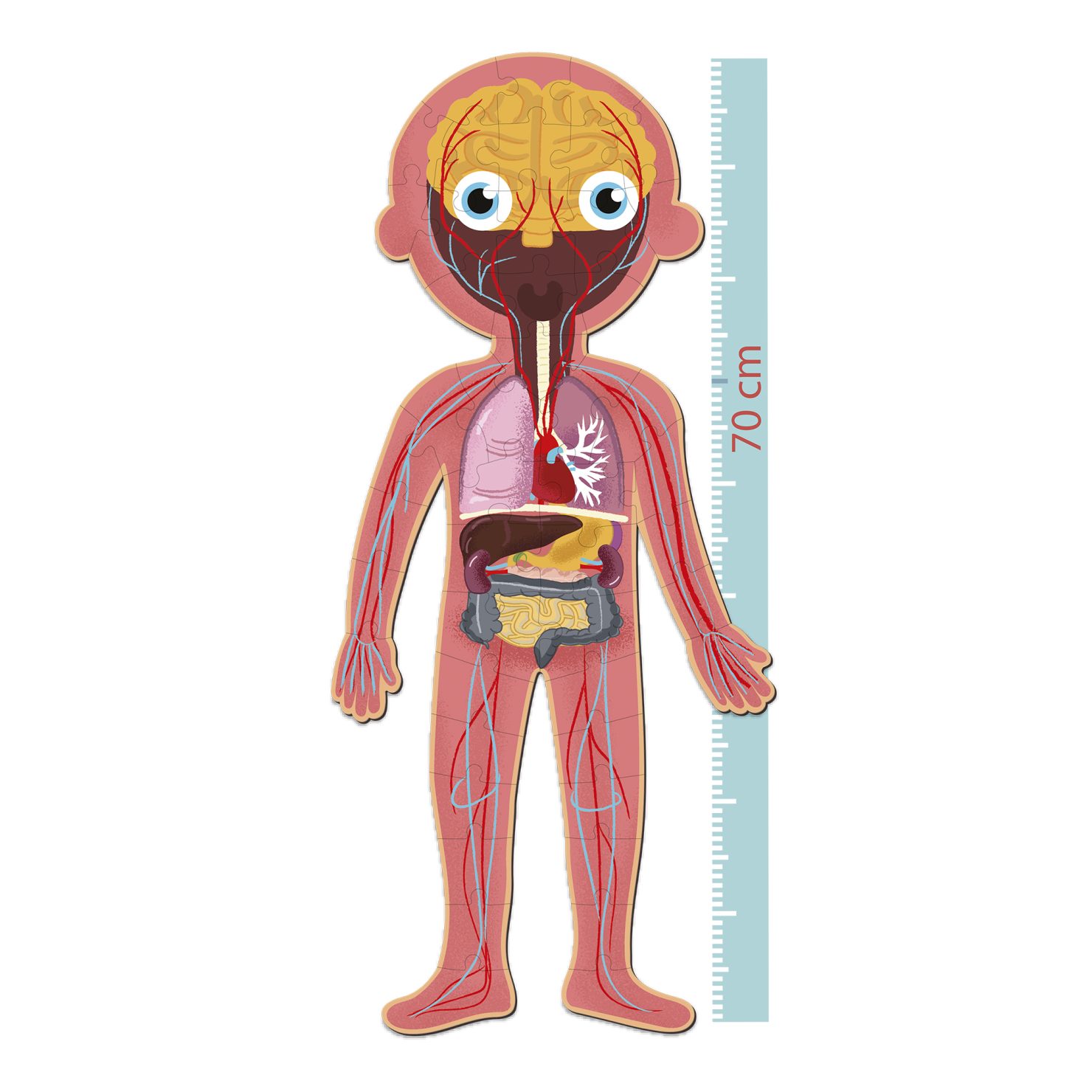 Apli Kids corpo umano puzzle gigante 240 pezzi