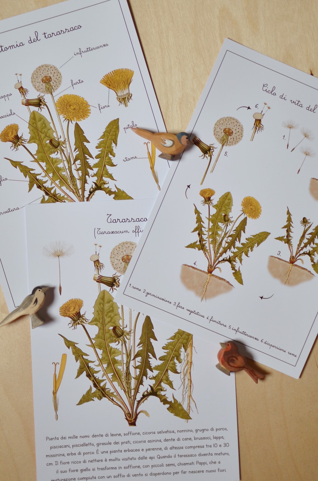 Baboo Erbe e Fiori carte apprendimento PDF 70 pagine natura