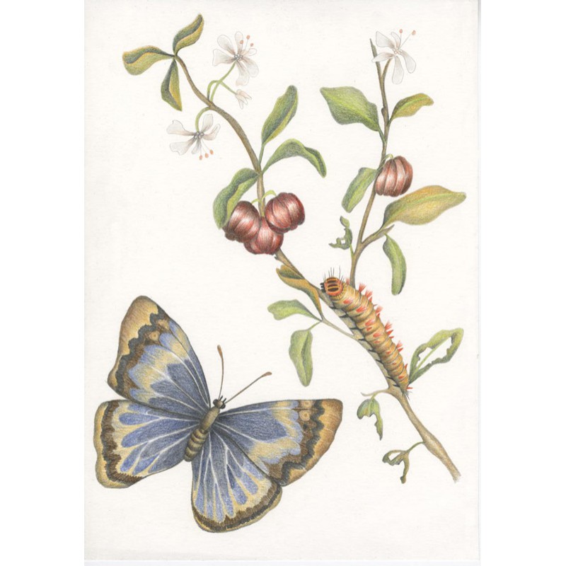 Anna Paolini Maria Sibylla Merian libro La magia della crisalide