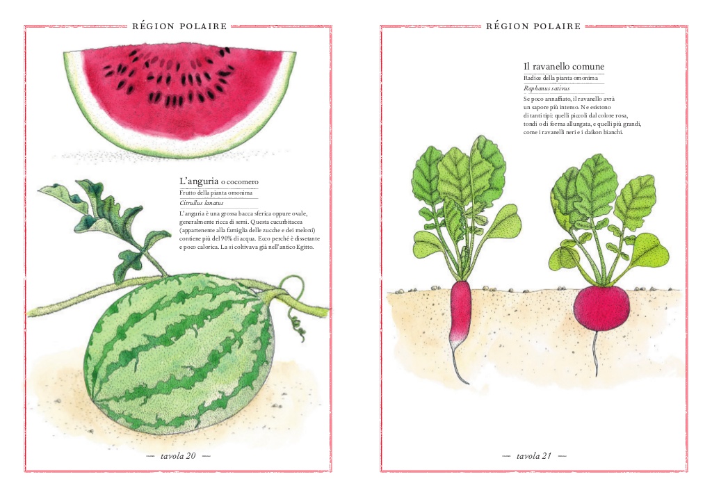 L'Ippocampo Inventario Illustrato Frutti e Ortaggi libro cartonato 6-9 anni
