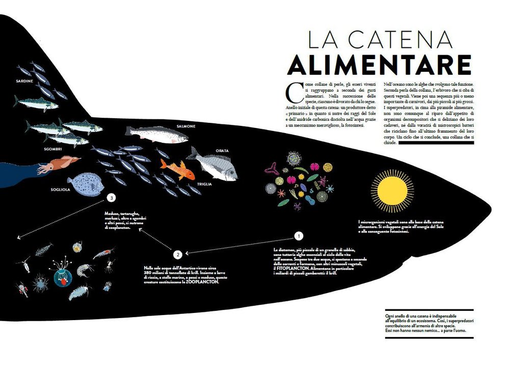 L’Ippocampo Oceano libro animato tagli laser 48 pagine
