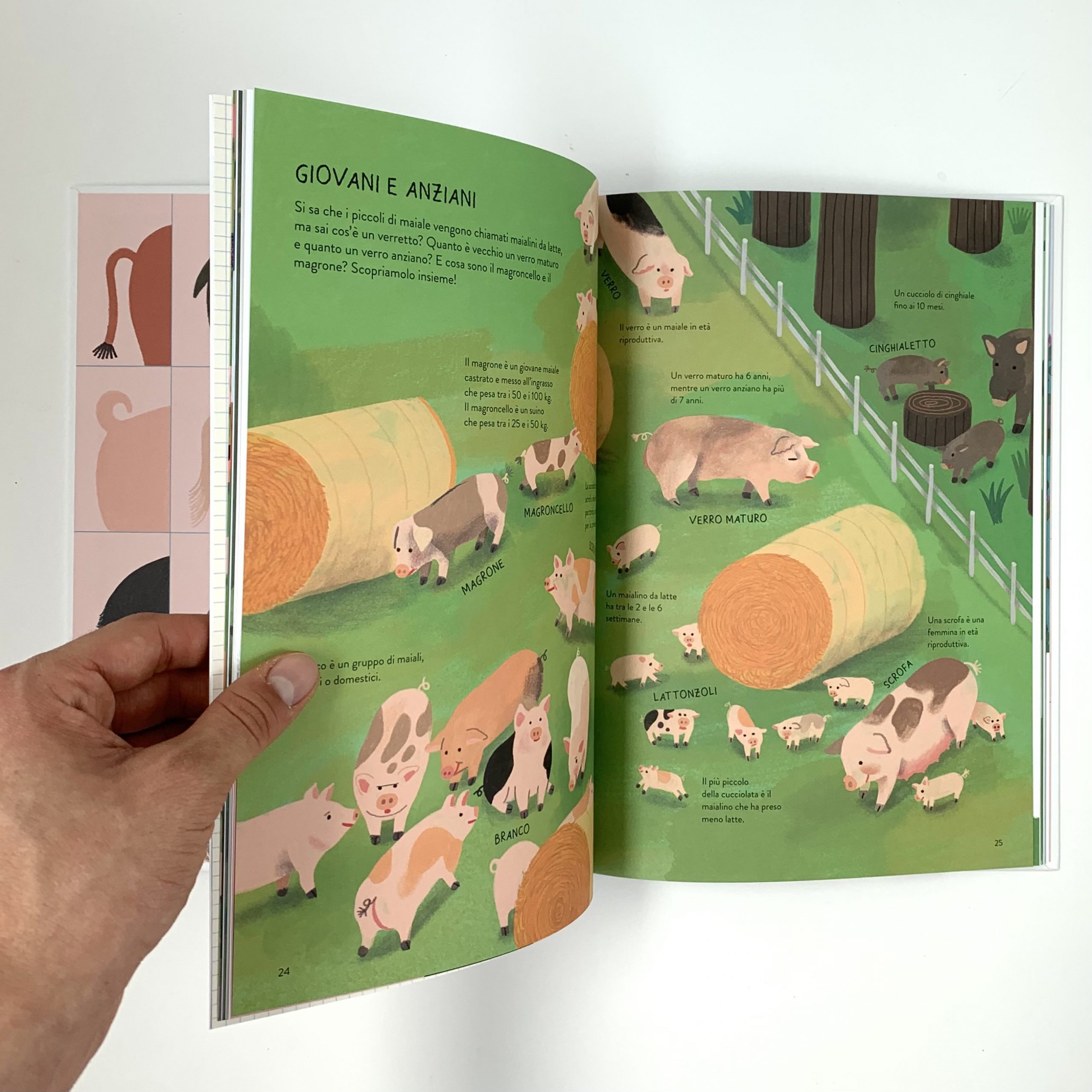 Topipittori Il Porcellario libro illustrato dai 6 anni 80 pp