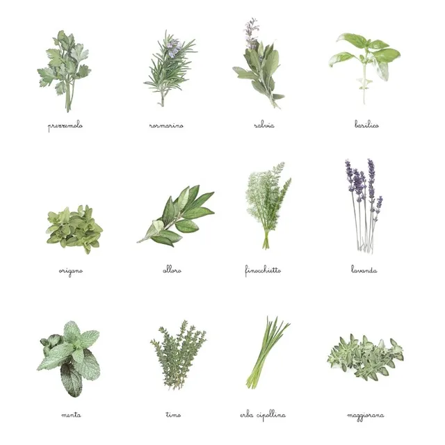 Baboo Erbe aromatiche carte nomenclature montessori pdf