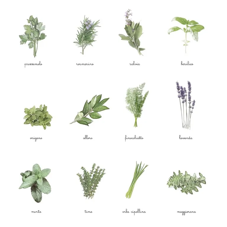 Baboo Erbe aromatiche carte nomenclature montessori pdf