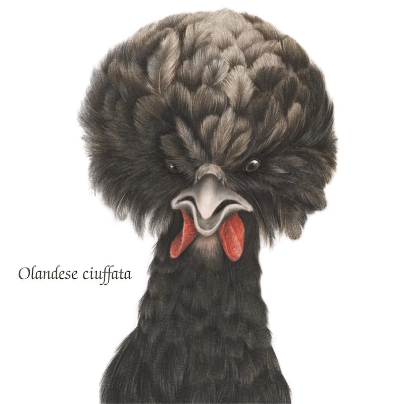 Logos La Gallina Libro Illustrato 72 Pagine dai 6 Anni