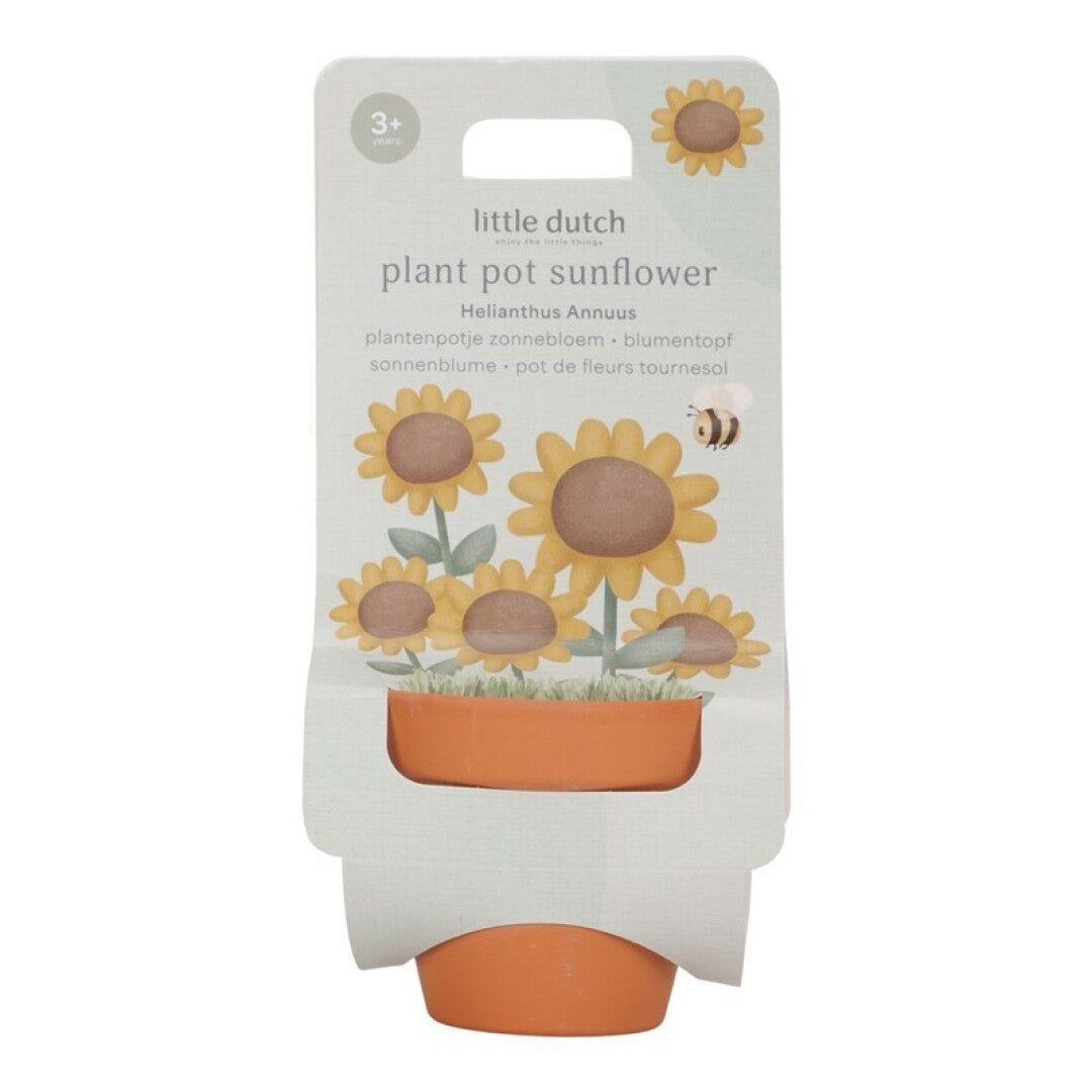 Little Dutch vaso terracotta girasole da coltivare