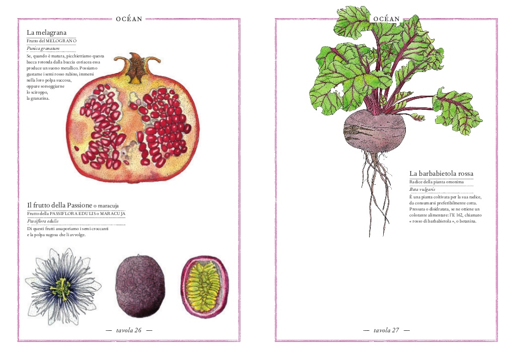 L'Ippocampo Inventario Illustrato Frutti e Ortaggi libro cartonato 6-9 anni
