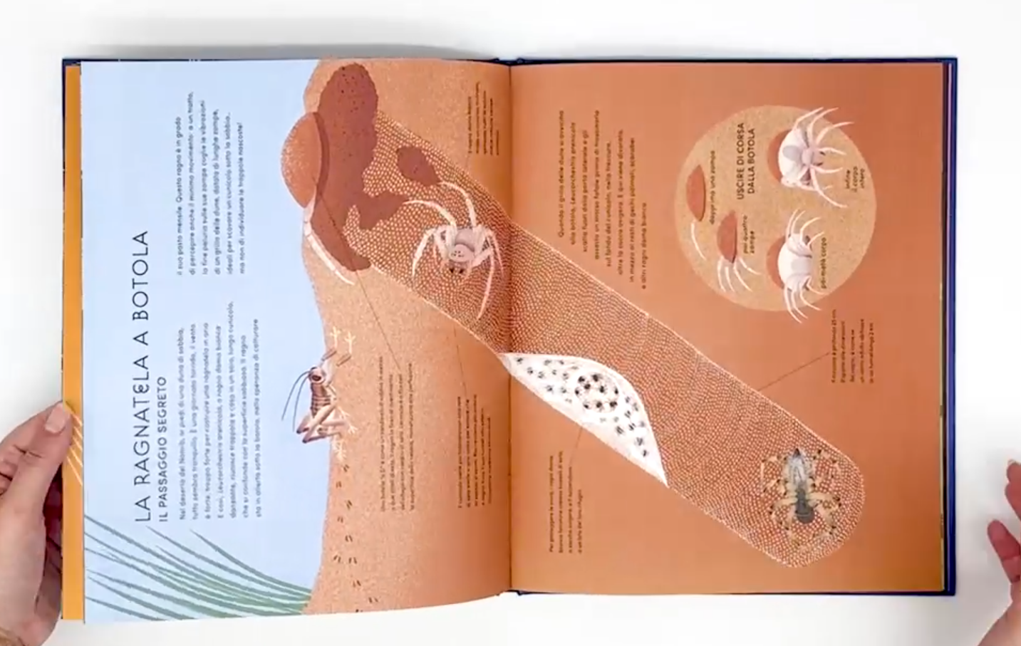 L'Ippocampo Mondo Segreto Ragnatele Libro 48 Pagine
