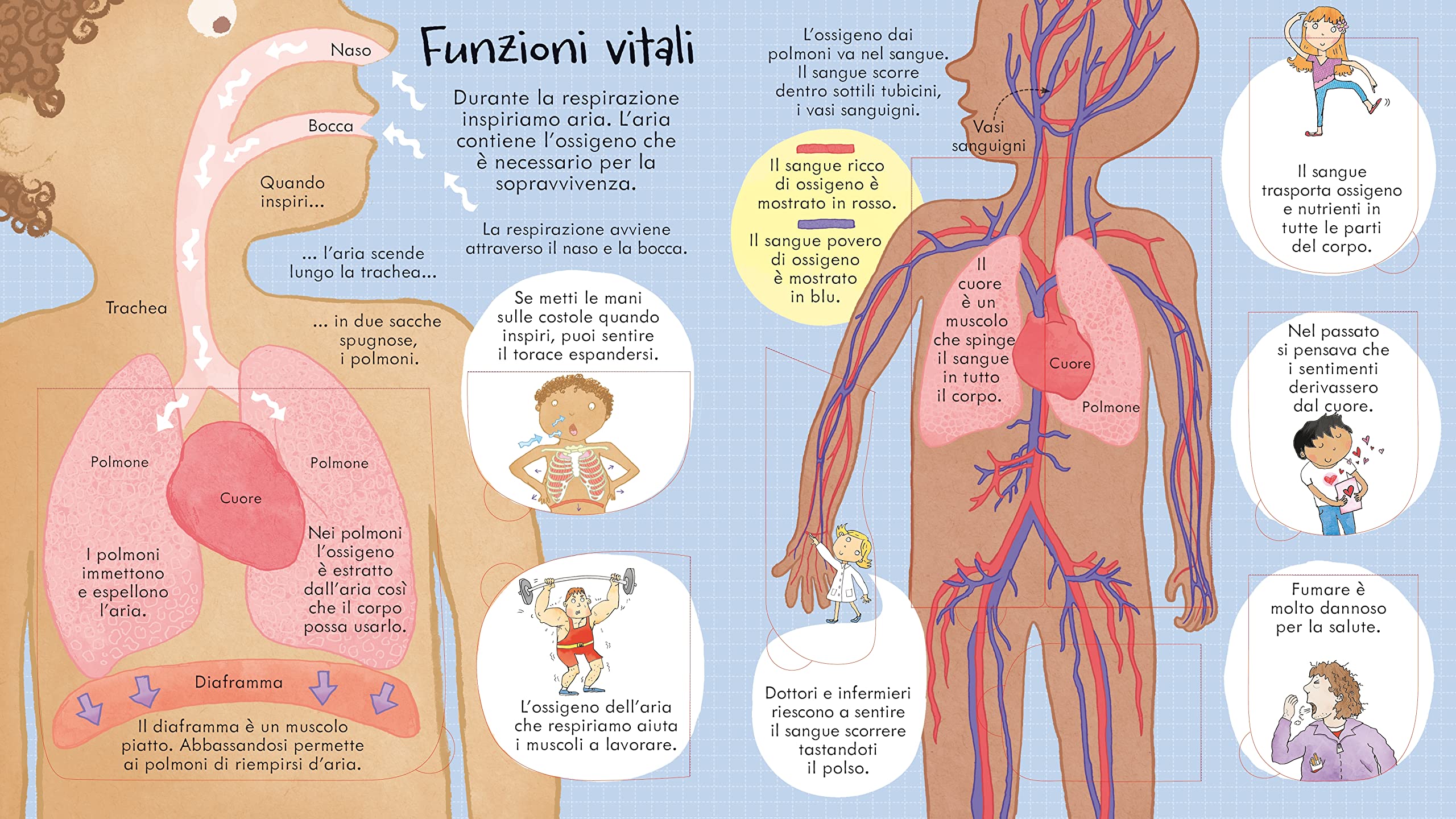 Usborne Il corpo umano libro animato con alette
