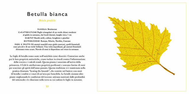 Nomos Piccola guida foglie libro bambini 96 pagine