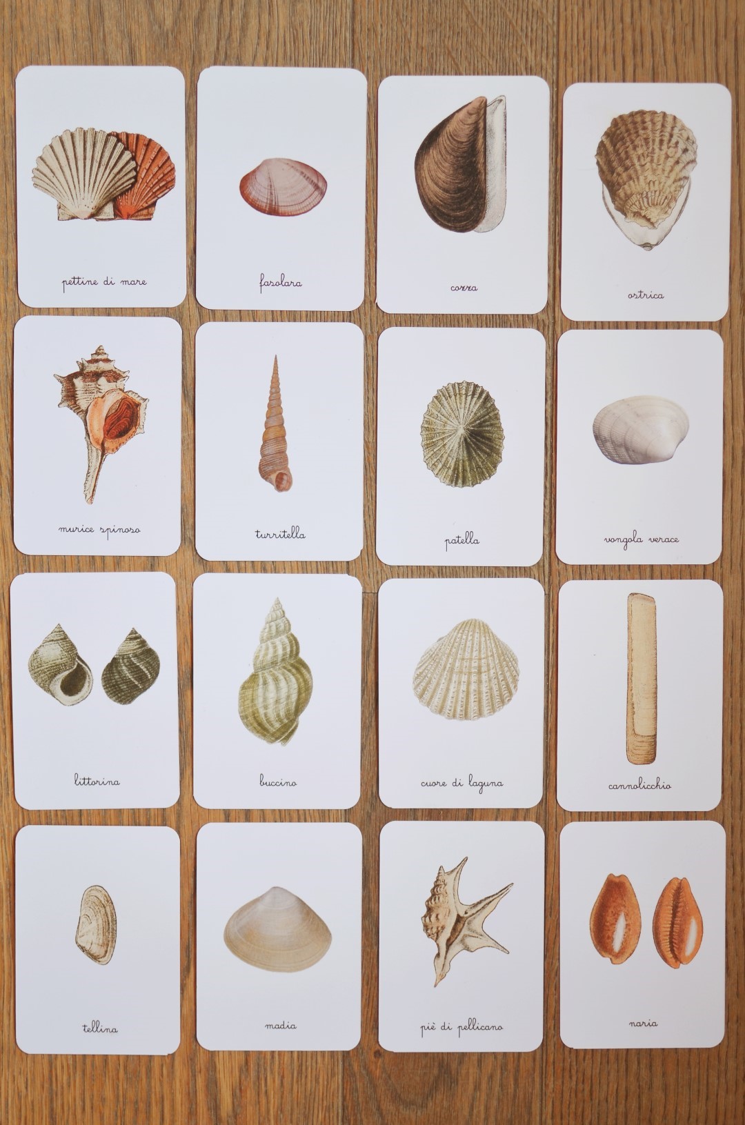 Baboo Conchiglie Mediterraneo schede didattiche PDF 16 carte