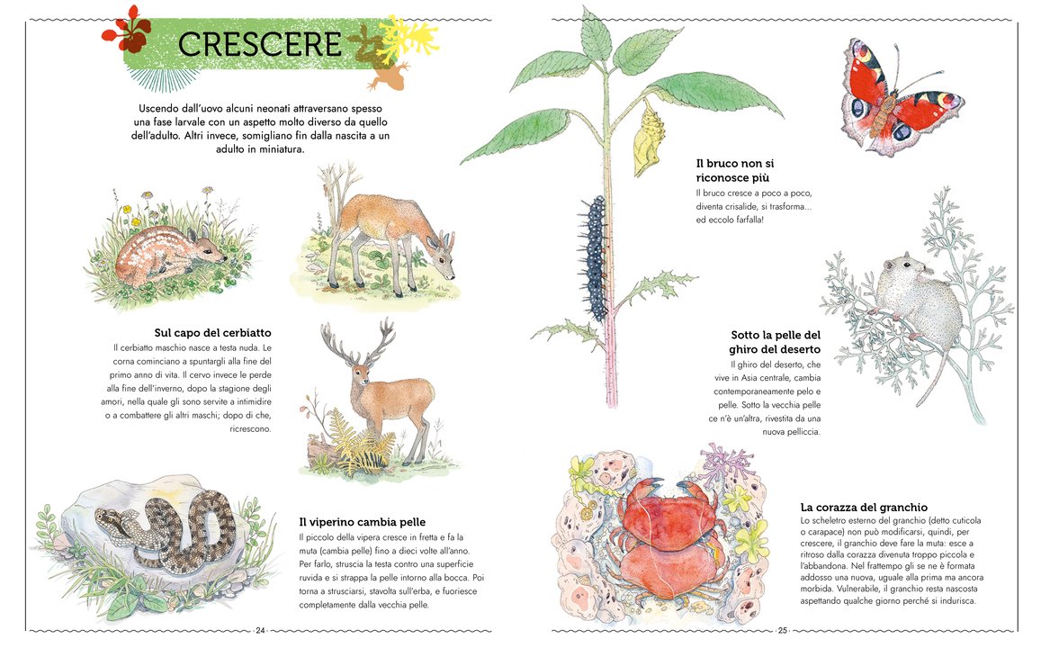 L’Ippocampo Vivere libro animali 104 pagine dai 6 anni
