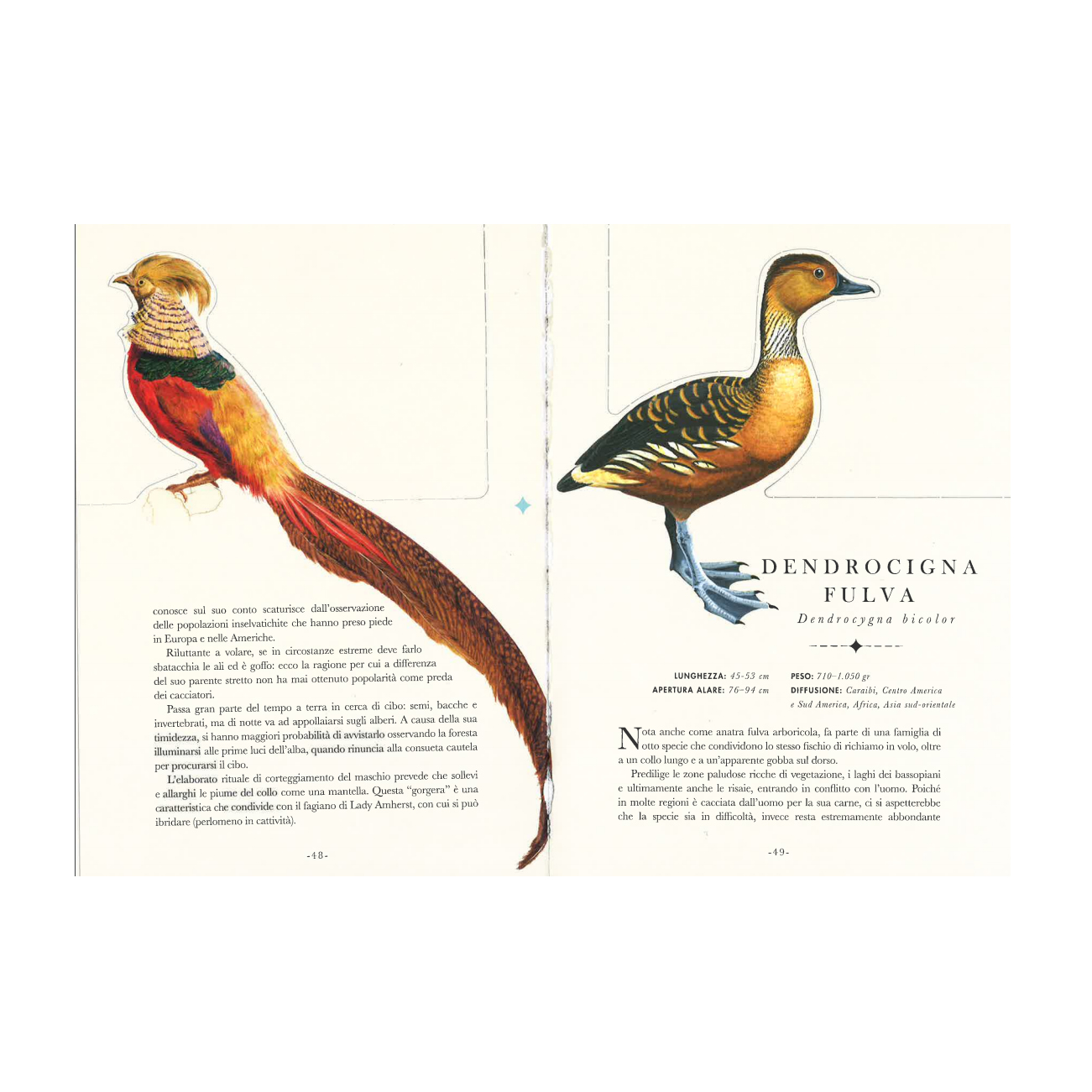 Il Castello Gli uccelli libro illustrato 110 pagine natura