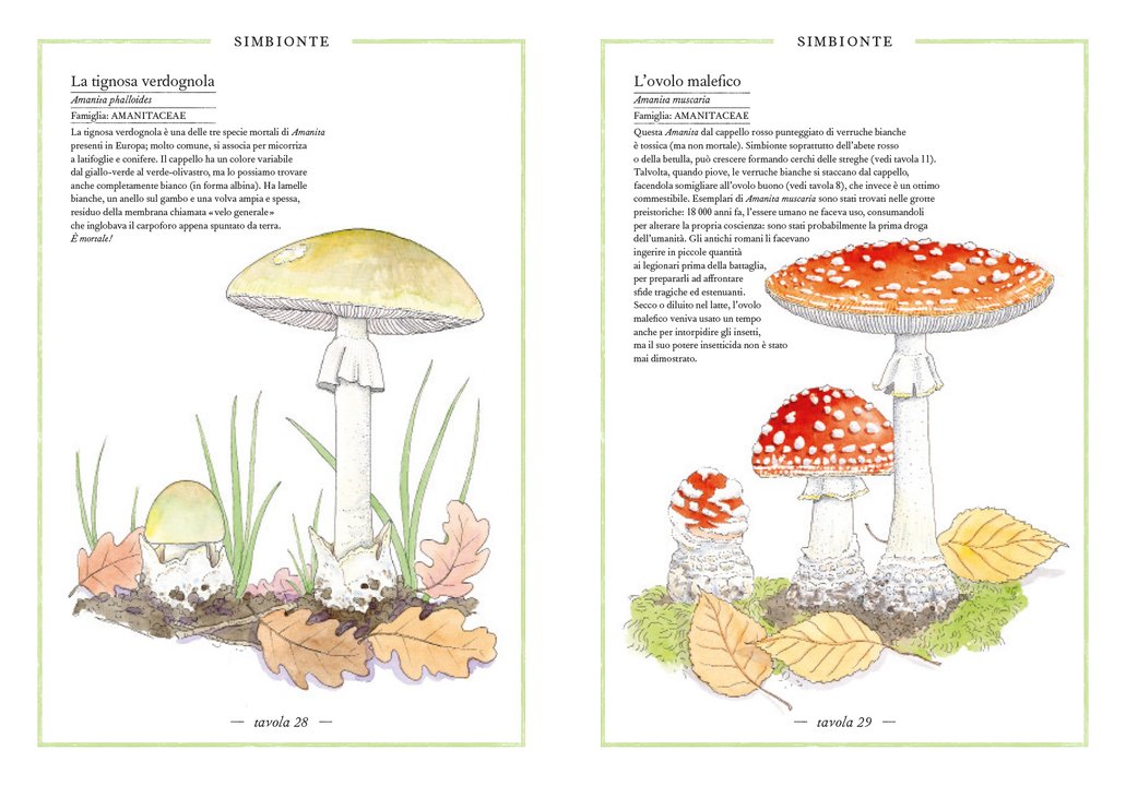 Ippocampo Inventario Illustrato dei Funghi libro 88 pagine