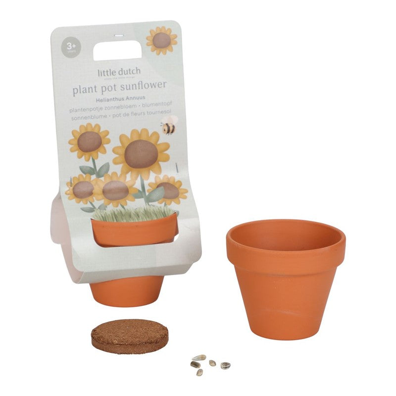 Little Dutch vaso terracotta girasole da coltivare