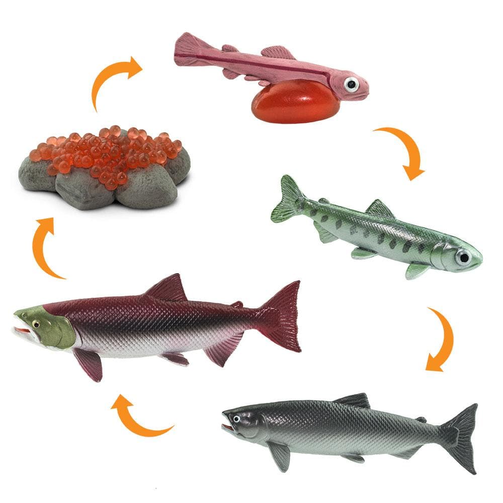 Safari Ltd ciclo salmone set 5 figure