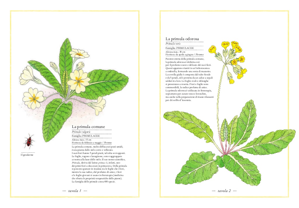 L'Ippocampo Inventario illustrato fiori libro cartonato