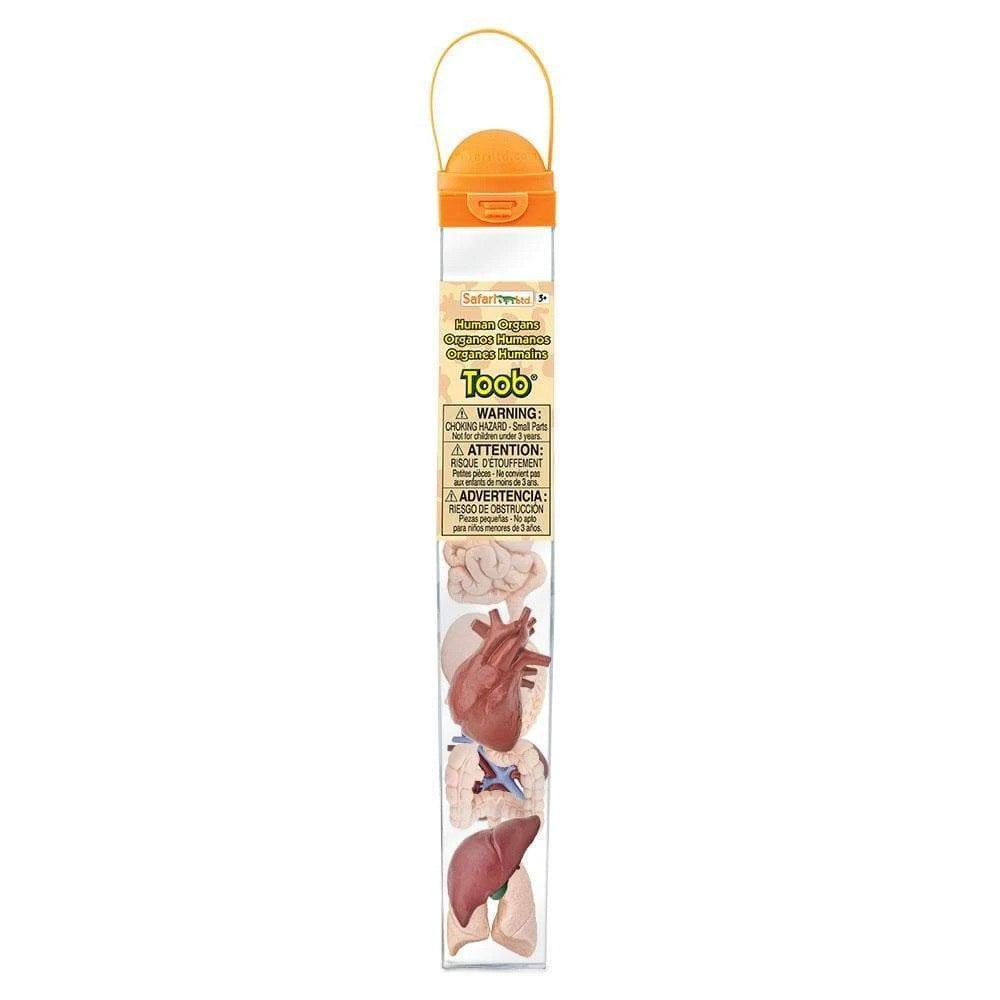 Safari Ltd Toob miniature organi corpo 8 pezzi
