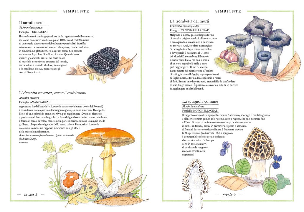 Ippocampo Inventario Illustrato dei Funghi libro 88 pagine
