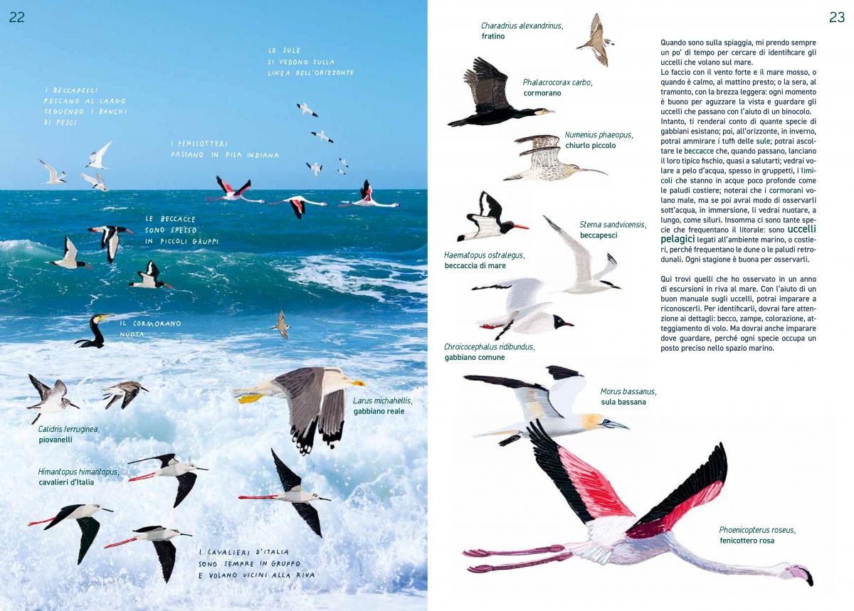 Topipittori PiNO In riva al mare libro bambini 32 pp