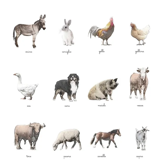 Baboo Animali della Fattoria carte nomenclature PDF