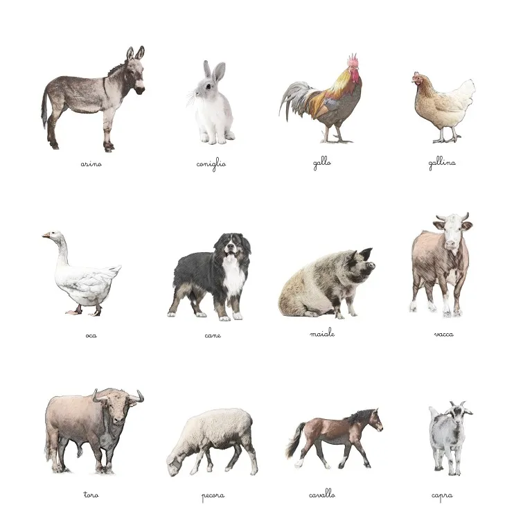 Baboo Animali della Fattoria carte nomenclature PDF