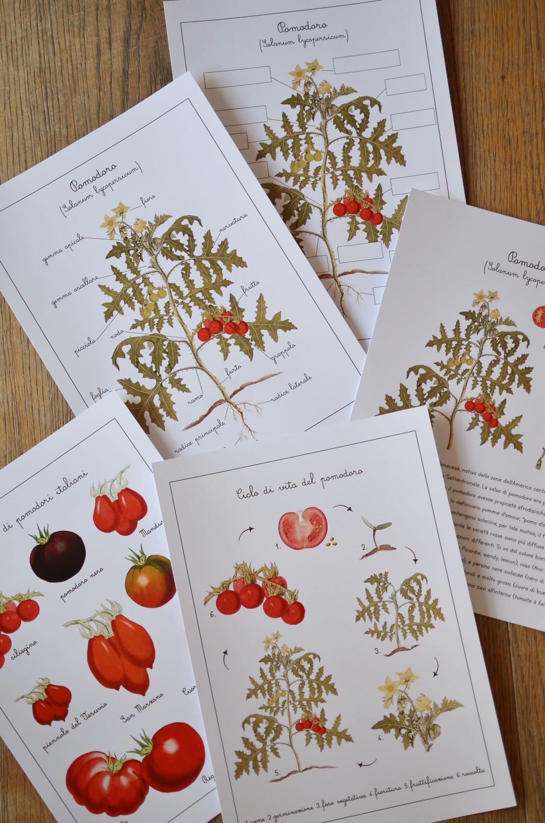 Baboo Frutta e Ortaggi carte montessori PDF 70 pagine natura