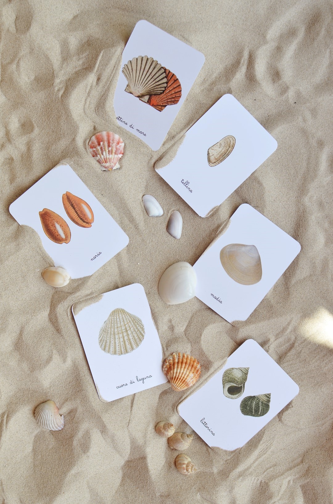Baboo Conchiglie Mediterraneo schede didattiche PDF 16 carte