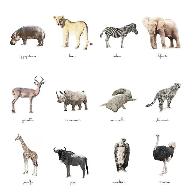 Baboo Animali Savana carte nomenclature PDF 12 carte