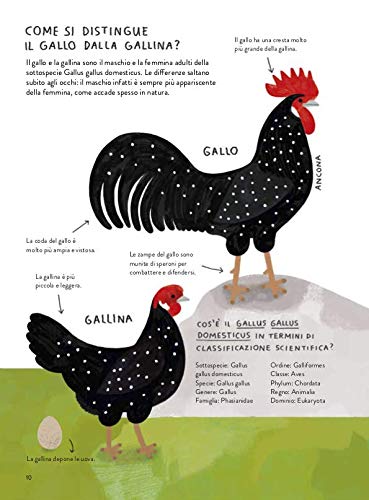 Il Gallinario libro illustrato galline 80 pagine dai 6 anni