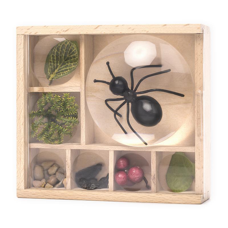 Huckleberry Bug Box teca osservazione legno 11x12 cm