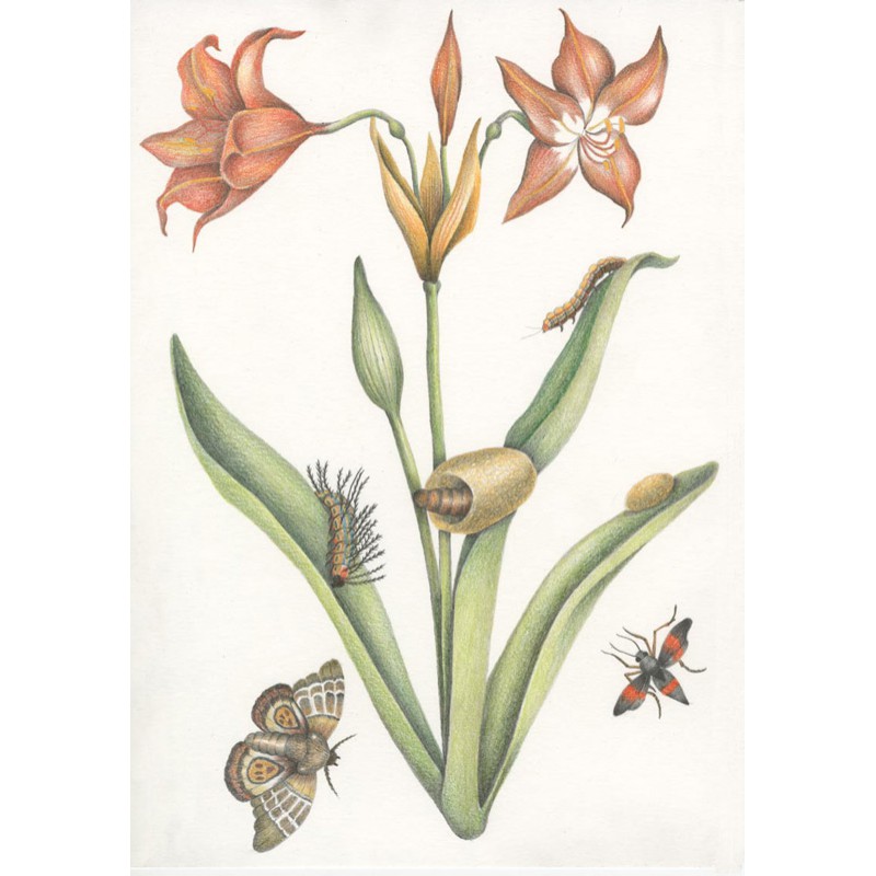 Anna Paolini Maria Sibylla Merian libro La magia della crisalide