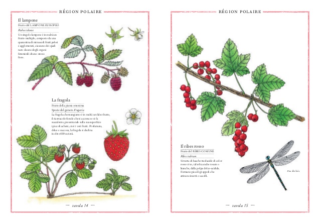 L'Ippocampo Inventario Illustrato Frutti e Ortaggi libro cartonato 6-9 anni