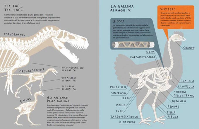 Il Gallinario libro illustrato galline 80 pagine dai 6 anni