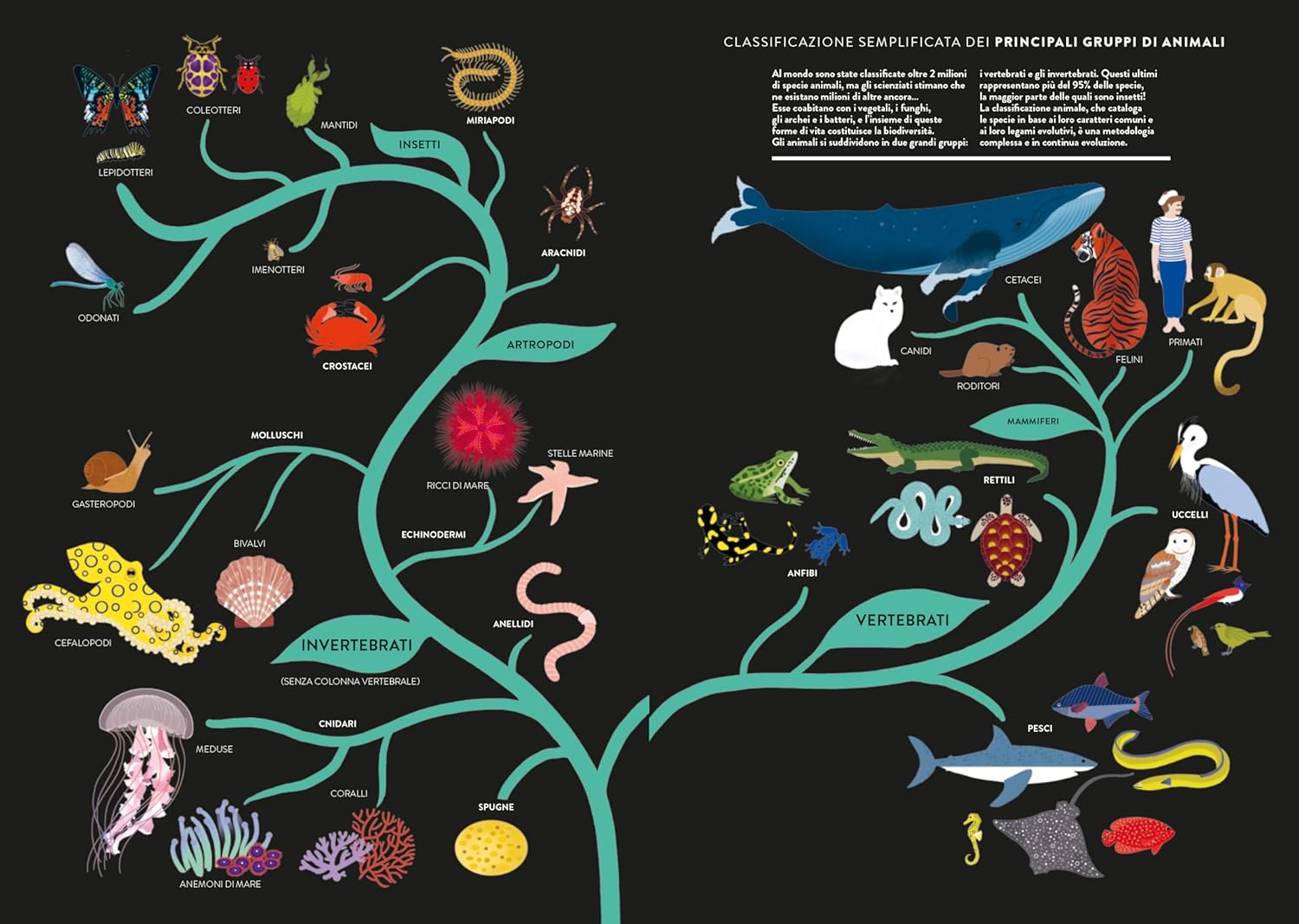 Ippocampo mondo animale libro animato 48 pagine