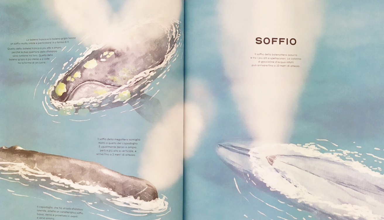 Aboca La vita segreta delle balene libro 48 pagine