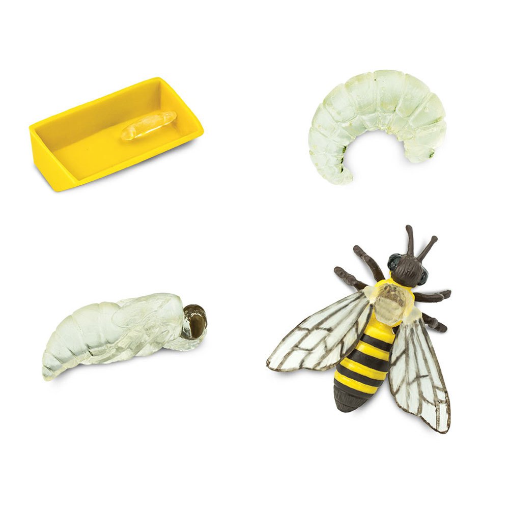 Safari Ltd Safariology ciclo vita ape set 4 figure educative