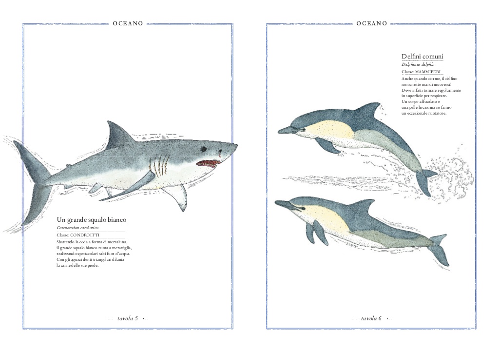 L'Ippocampo Inventario illustrato degli animali libro bambini