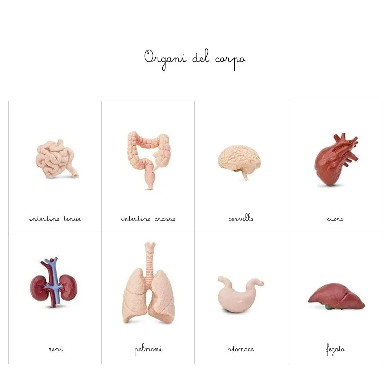 Baboo Carte nomenclature Organi corpo umano PDF 8 carte