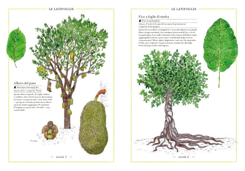 L'Ippocampo Inventario Alberi libro illustrato 72 pagine