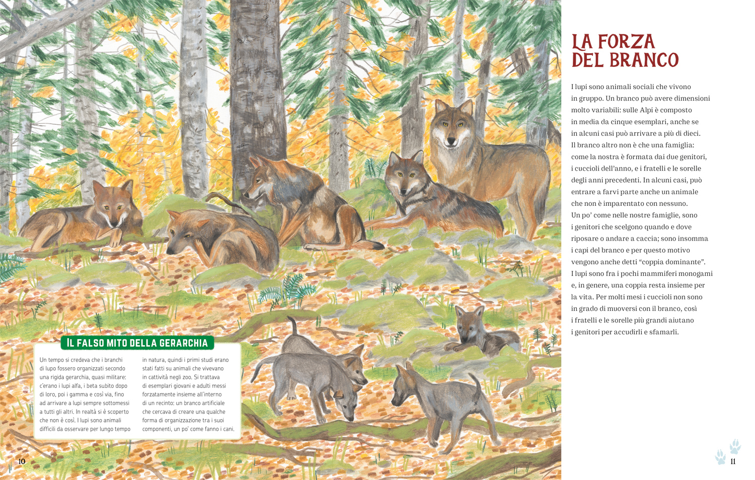 I lupi delle Alpi libro illustrato per bambini
