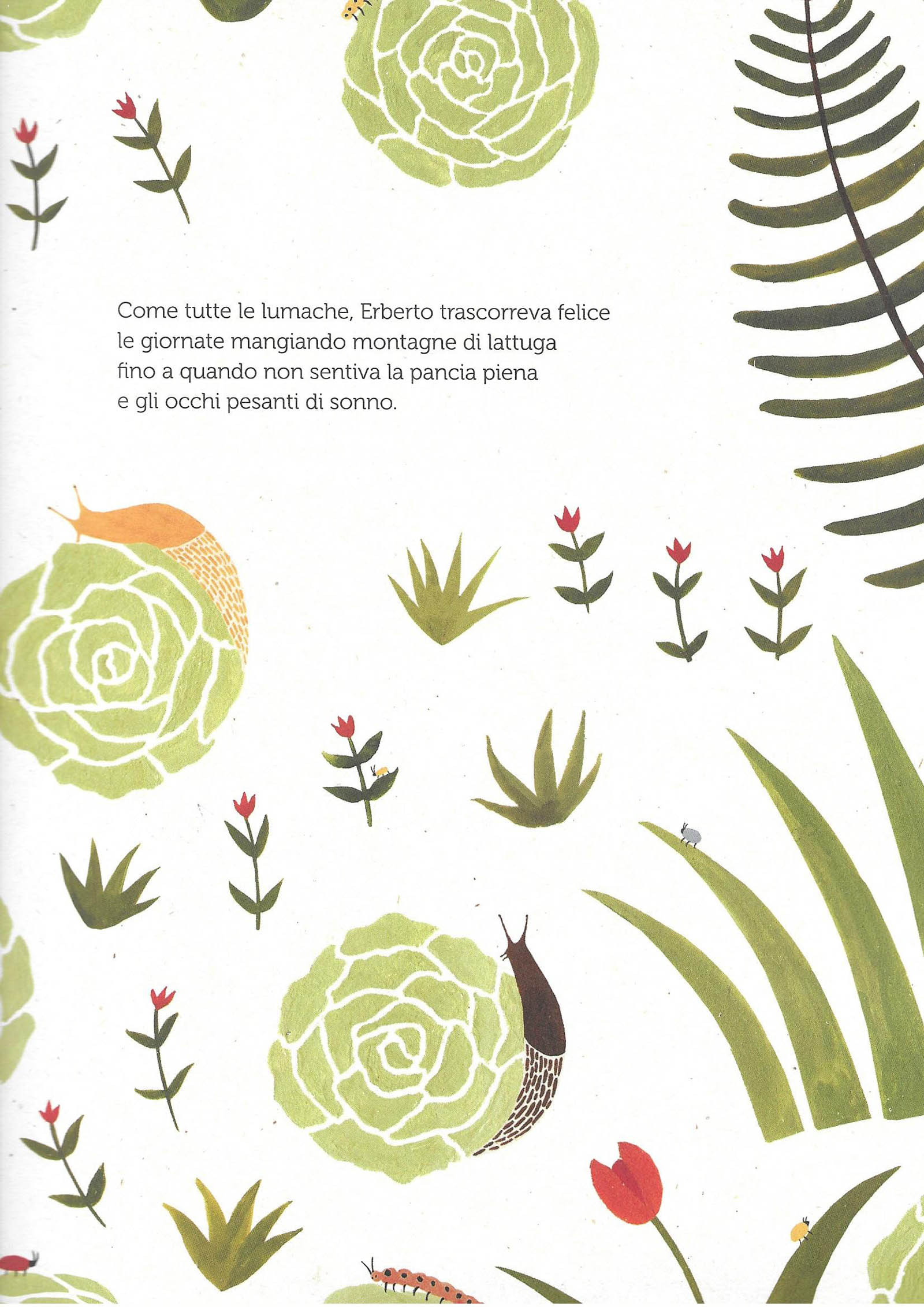 Lapis Erberto albo illustrato copertina rigida 3-6 anni