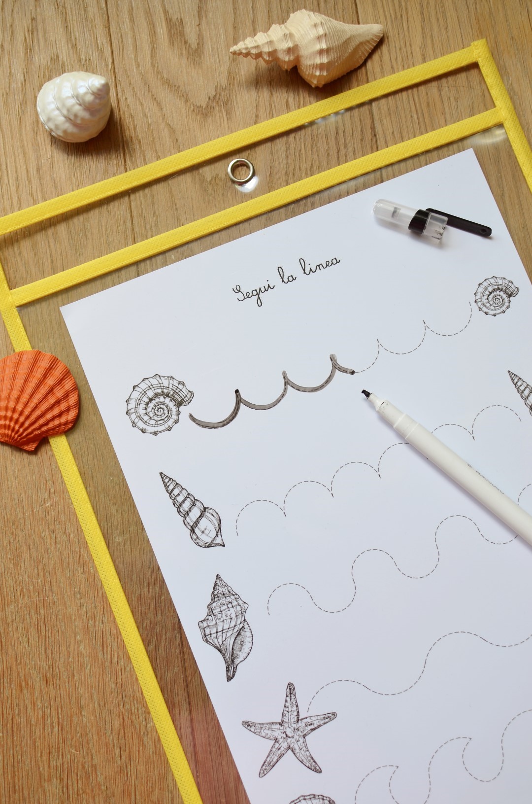 Baboo Conchiglie Mediterraneo schede didattiche PDF 16 carte