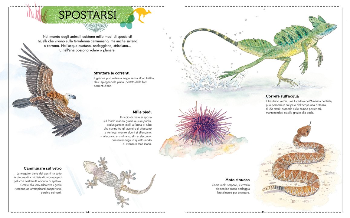 L’Ippocampo Vivere libro animali 104 pagine dai 6 anni