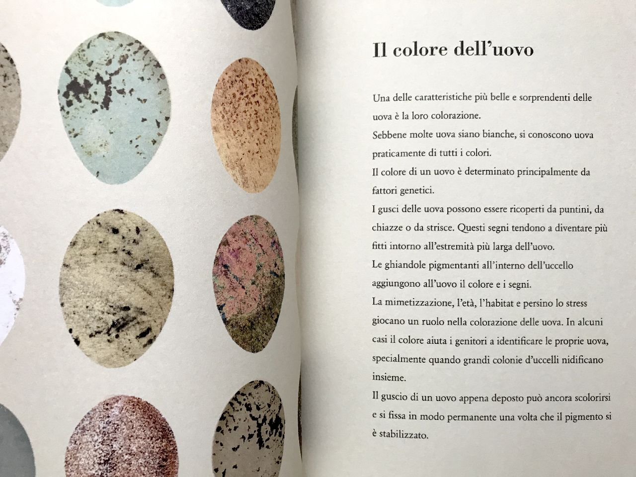 UovoNero L'Uovo Britta Teckentrup albo bambini 3-6 anni