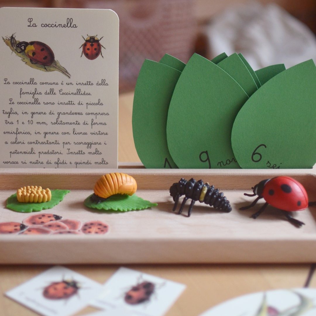 PlayKitBaboo Guarda bene kit gioco sensoriale erba gatta